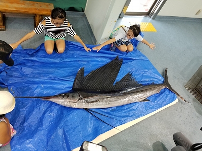 全長2・7メートルのバショウカジキが明石市の林崎沖で水揚げされ、姫路市立水族館に寄贈された（写真提供：姫路市立水族館）