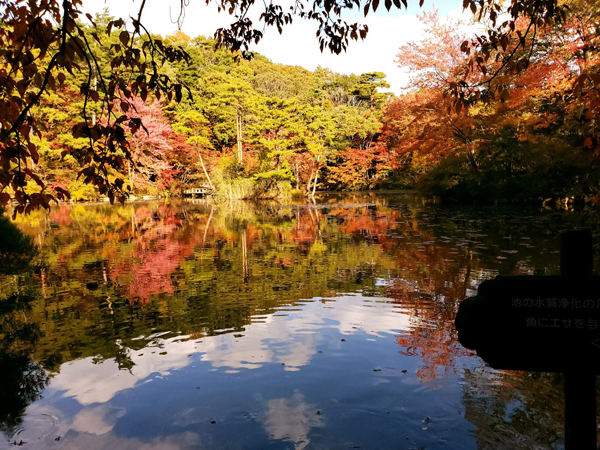 150年前に植えられた仕掛けとは 神戸市立森林植物園の紅葉シーズン到来 ラジトピ ラジオ関西トピックス