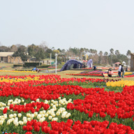 淡路島国営明石海峡公園で、５月１１日と１２日に「チューリップ＆ムスカリの球根掘り体験」イベント実施へ