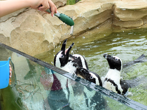 たくさんのケープペンギンが「アクアバレー」で生活。「おやつタイム」でエサやり体験もできる（写真：ラジオ関西）