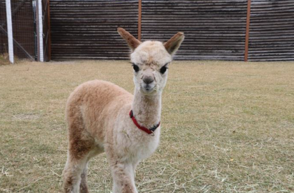 11月21日に生まれた、アルパカの赤ちゃん（オス）（写真：神戸どうぶつ王国）