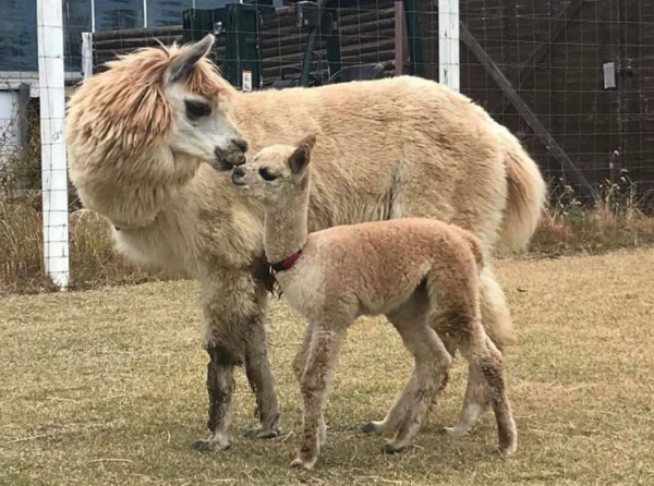 母親の神那（カンナ）に寄り添う、アルパカの赤ちゃん