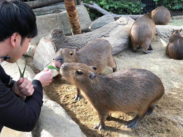 カピバラのエサやり体験もできる