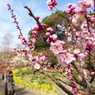 須磨離宮公園