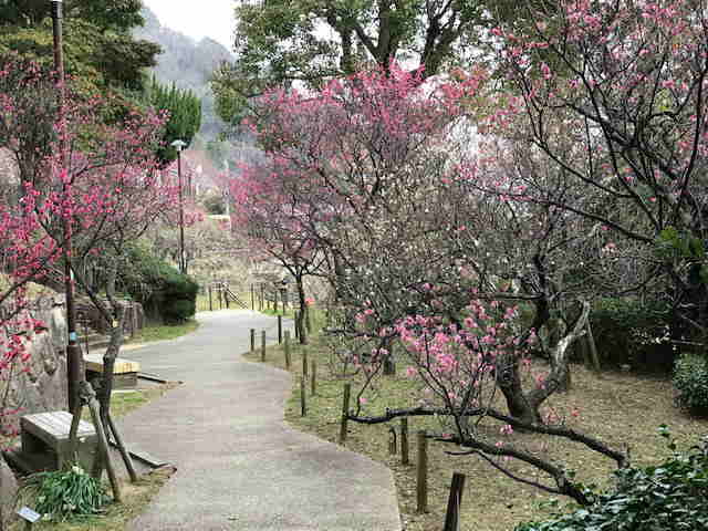 菅原道真ゆかりの梅園で 約40種0本の梅を堪能 摂津岡本梅まつり ラジトピ ラジオ関西トピックス
