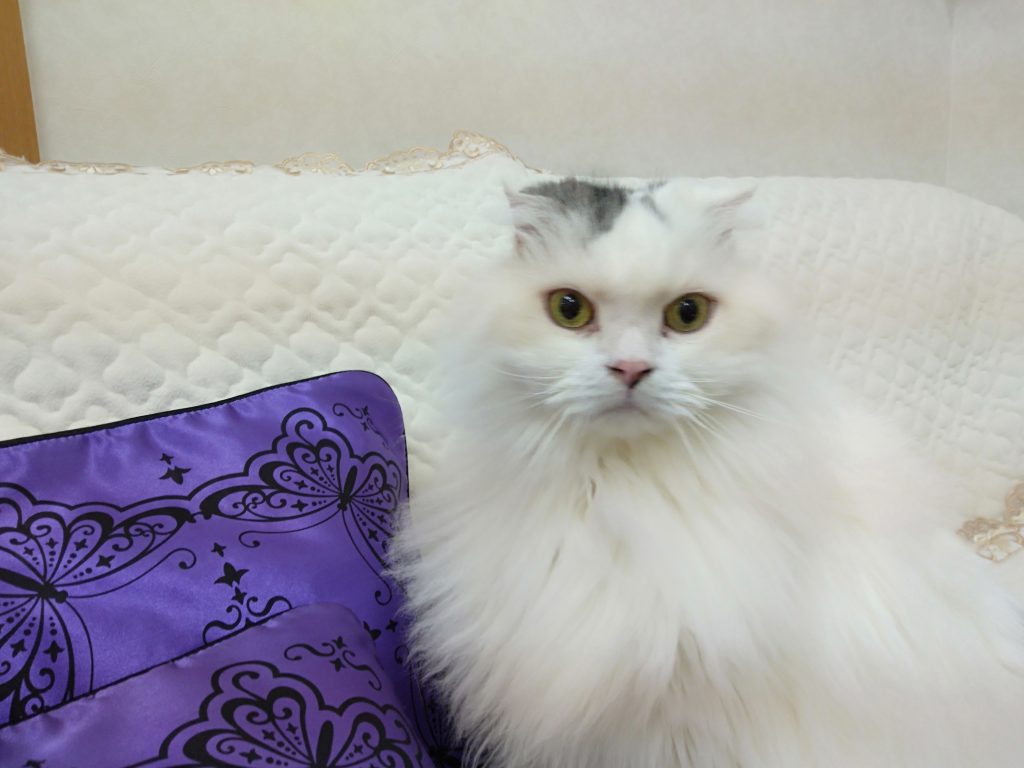 MIX猫「ルビー」くん（写真提供：日本ペットモデル協会）