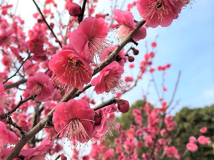 梅の花 まもなく見ごろ 神戸市東灘 岡本公園 ラジトピ ラジオ関西トピックス