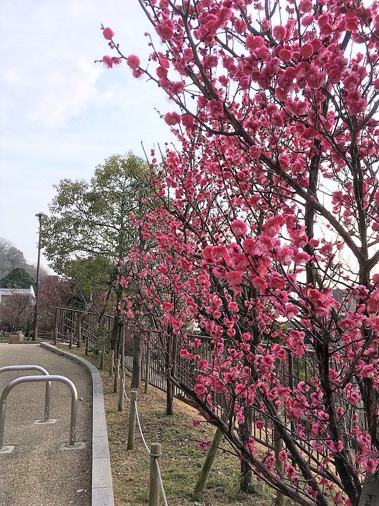 梅の花 まもなく見ごろ 神戸市東灘 岡本公園 ラジトピ ラジオ関西トピックス