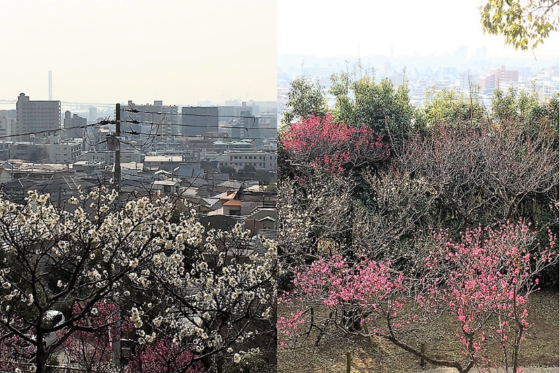 梅の花 まもなく見ごろ 神戸市東灘 岡本公園 ラジトピ ラジオ関西トピックス