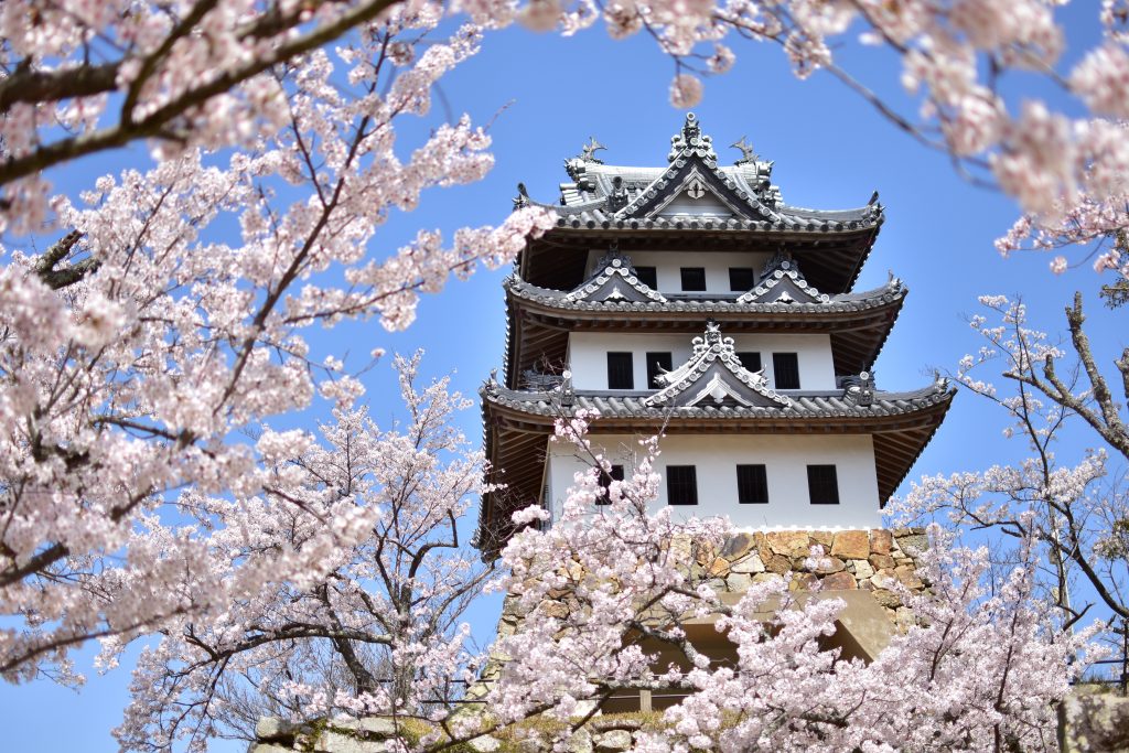 桜に囲まれた洲本城