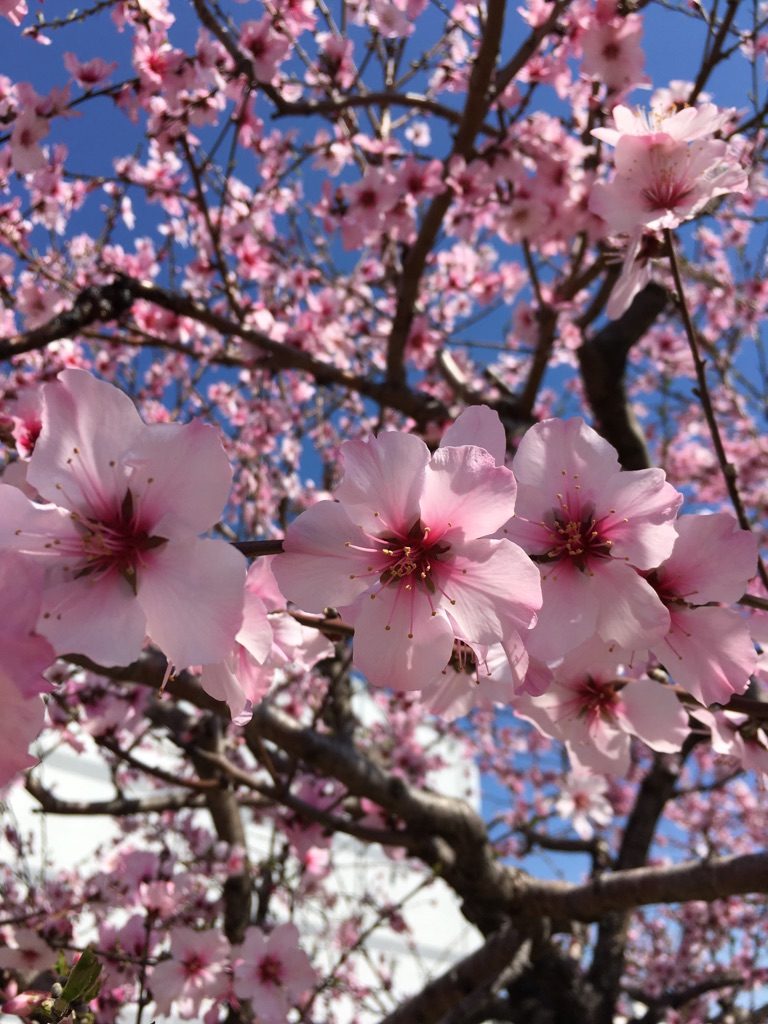 一足早い春告げ アーモンドの花見ごろ 神戸 東灘 ラジトピ ラジオ関西トピックス