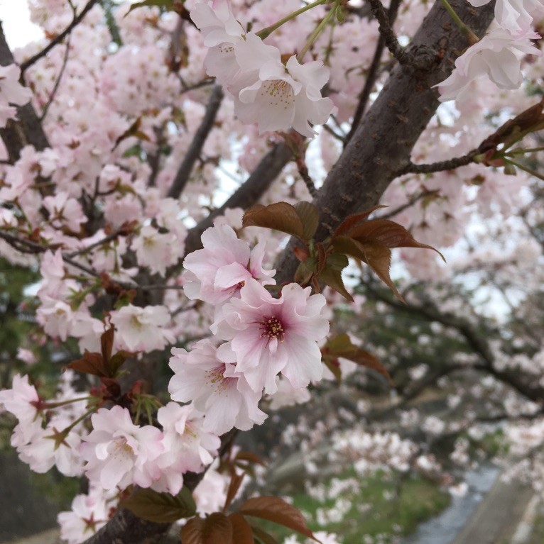 夙川舞桜