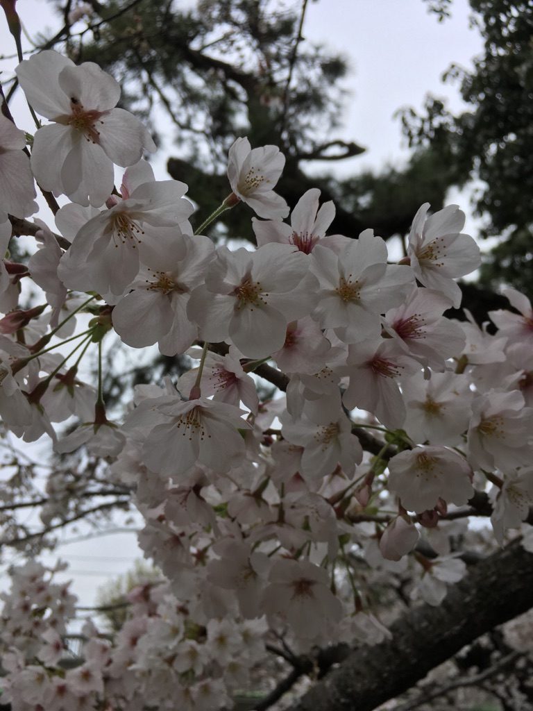 桜