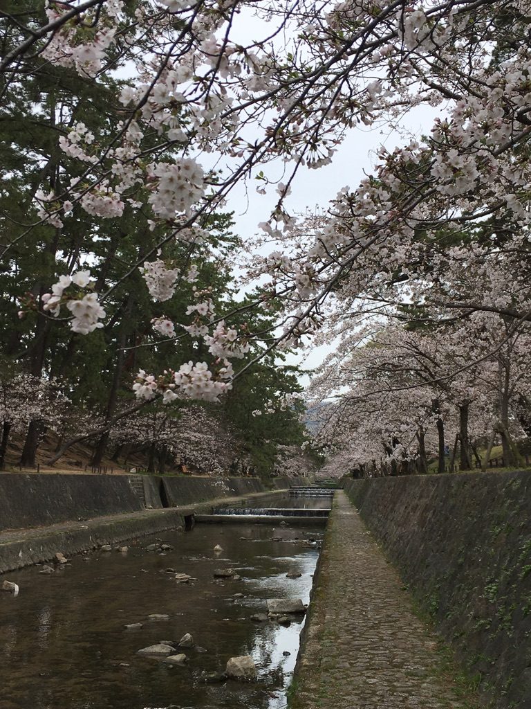 夙川の桜