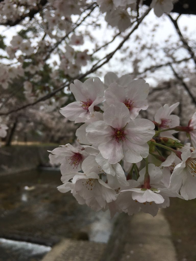 桜