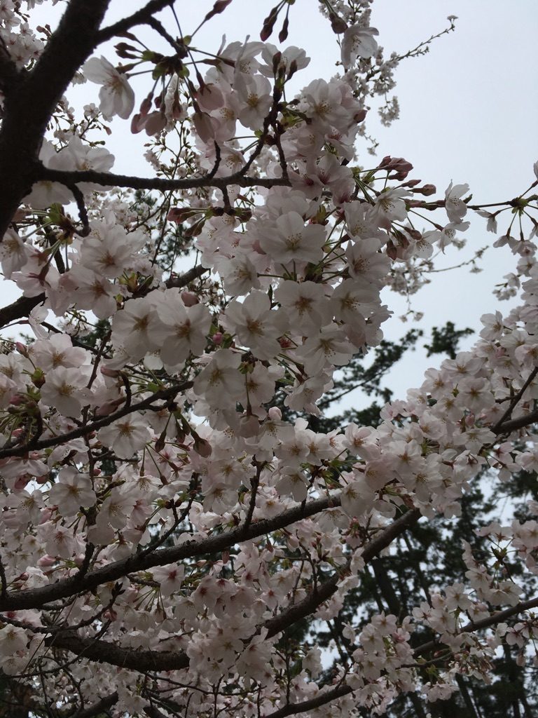 夙川の桜