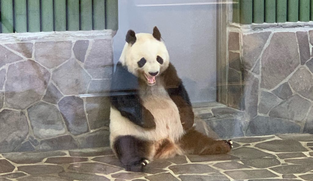 神戸市立王子動物園のジャイアントパンダ「旦旦（タンタン）」　写真：ラジオ関西
