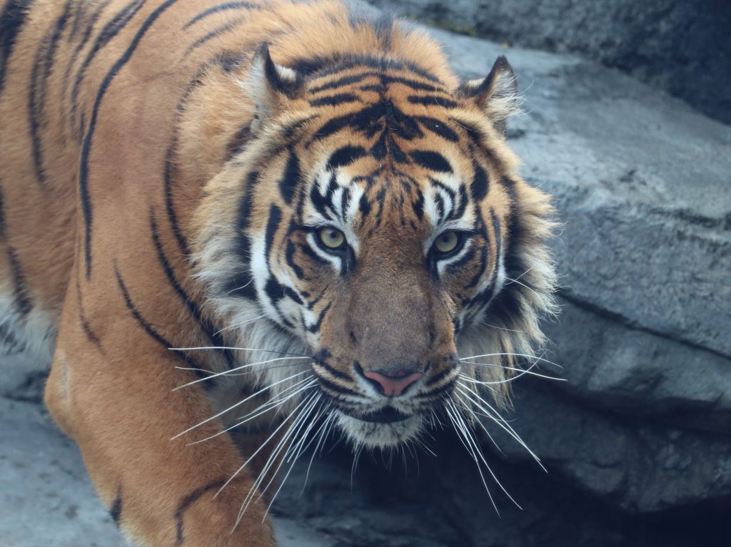 最強の肉食獣「スマトラトラ」のお部屋を先行公開！神戸どうぶつ王国