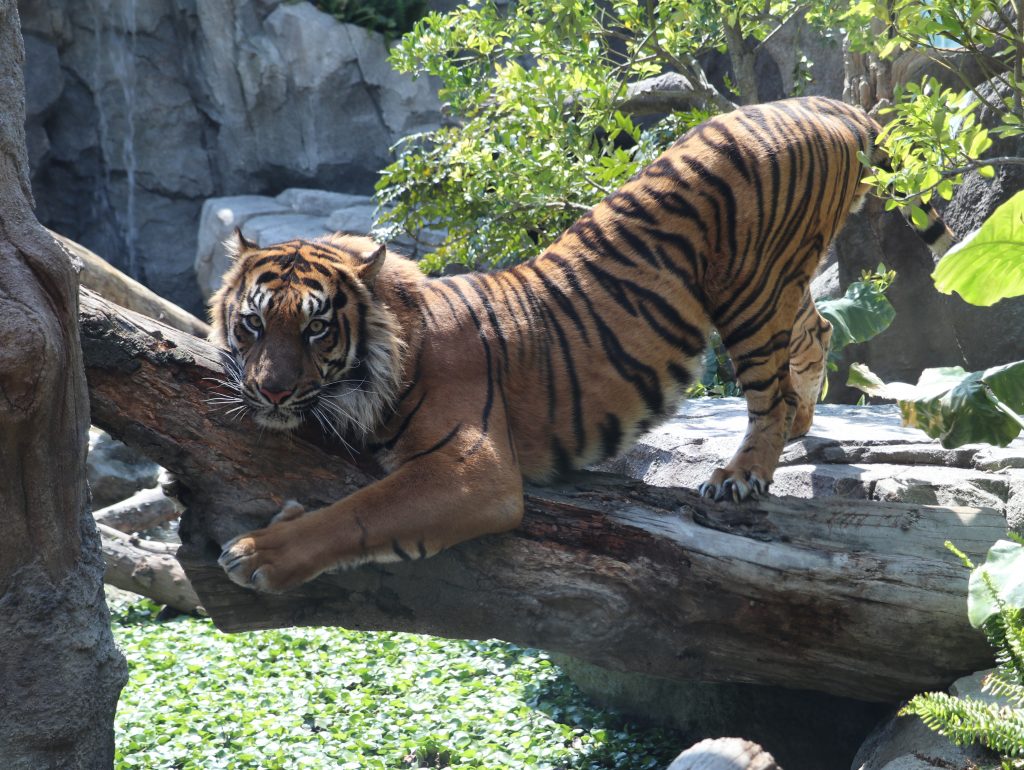 最強の肉食獣「スマトラトラ」のお部屋を先行公開！神戸どうぶつ王国