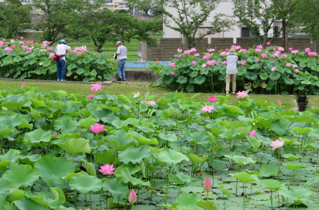 大賀ハスのピンク色の花が水辺に映える＝加東市東古瀬、平池公園