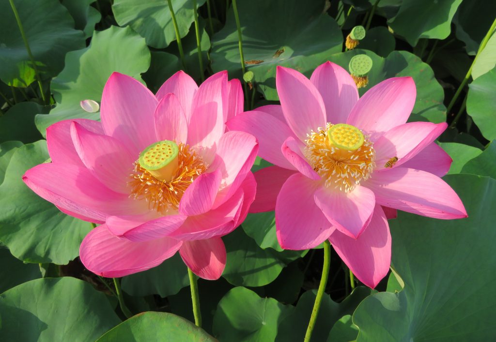 2000年の眠りから覚めたハス 兵庫県加東市・平池公園で見ごろ