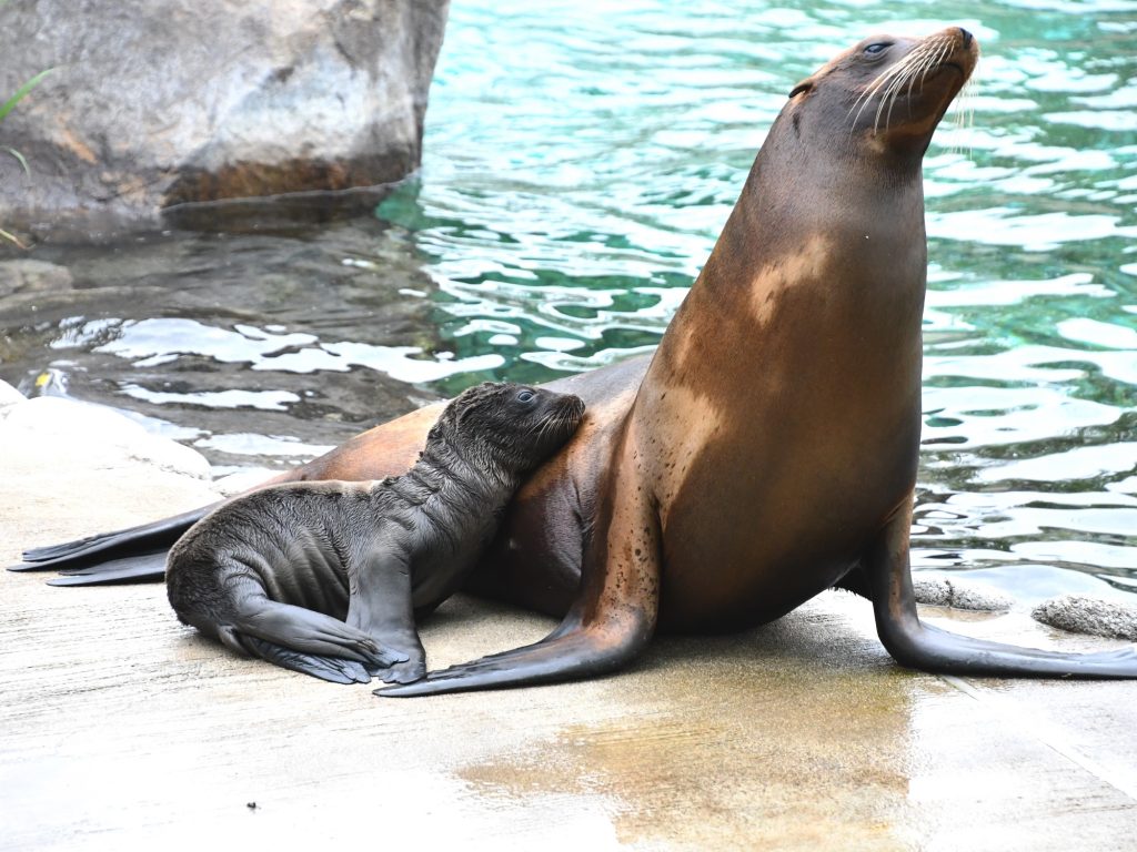 アシカの赤ちゃん 名前がシブい 新右衛門 神戸市立王子動物園 ラジトピ ラジオ関西トピックス