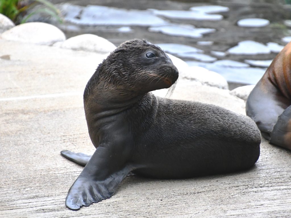 6月23日に生まれたカリフォルニアアシカの赤ちゃん