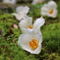 應聖寺・沙羅の花