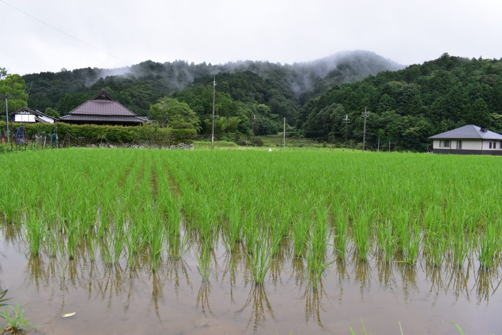大橋さんが、92歳の”師匠”の教えを受けながら初めて植えた山田錦の稲たち。梅雨空の下でもたくましく成長する姿に、秋への期待が膨らむ。