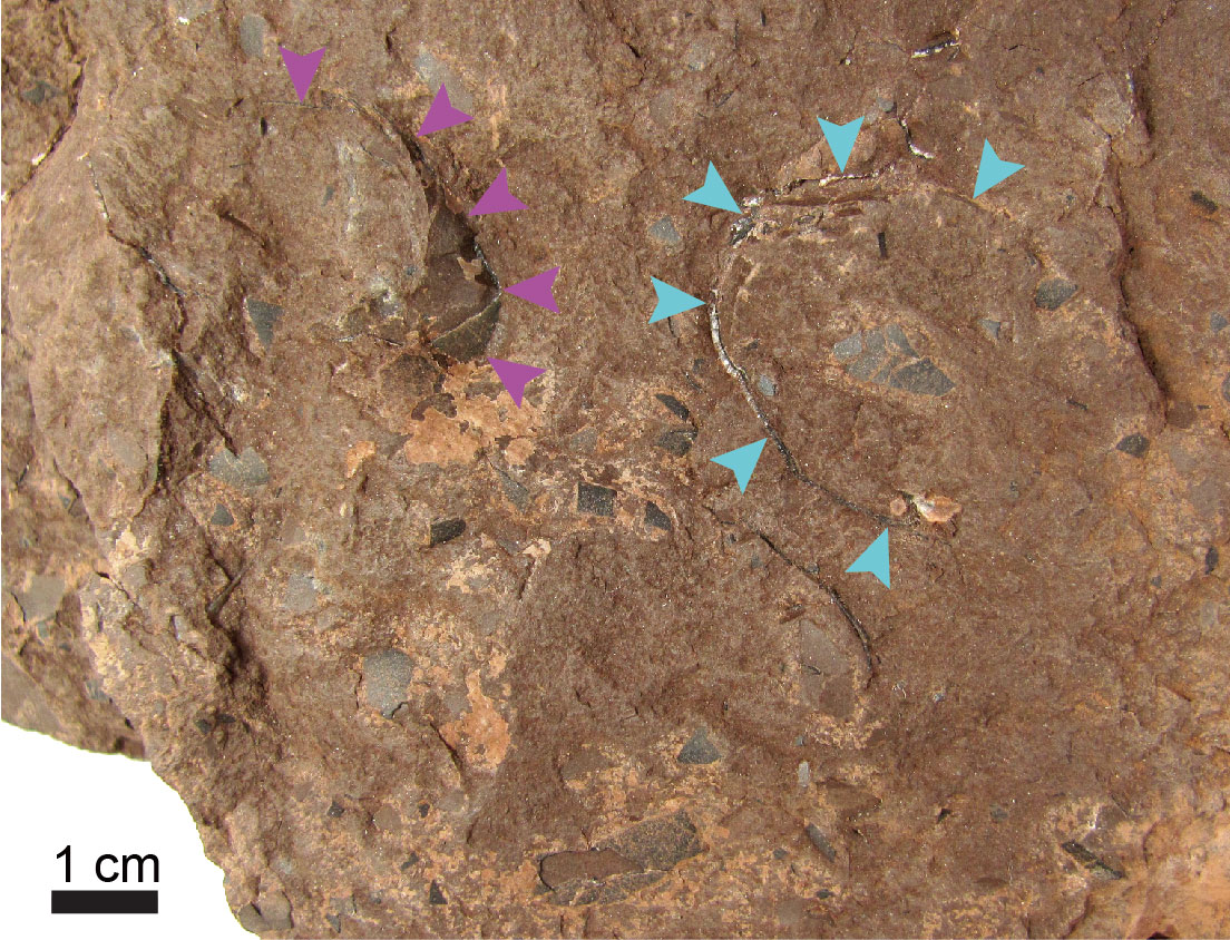 世界最小の恐竜の卵の化石発見！兵庫県立人と自然の博物館で公開中 