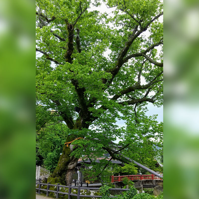 樹齢約1000年といわれるけやきの木