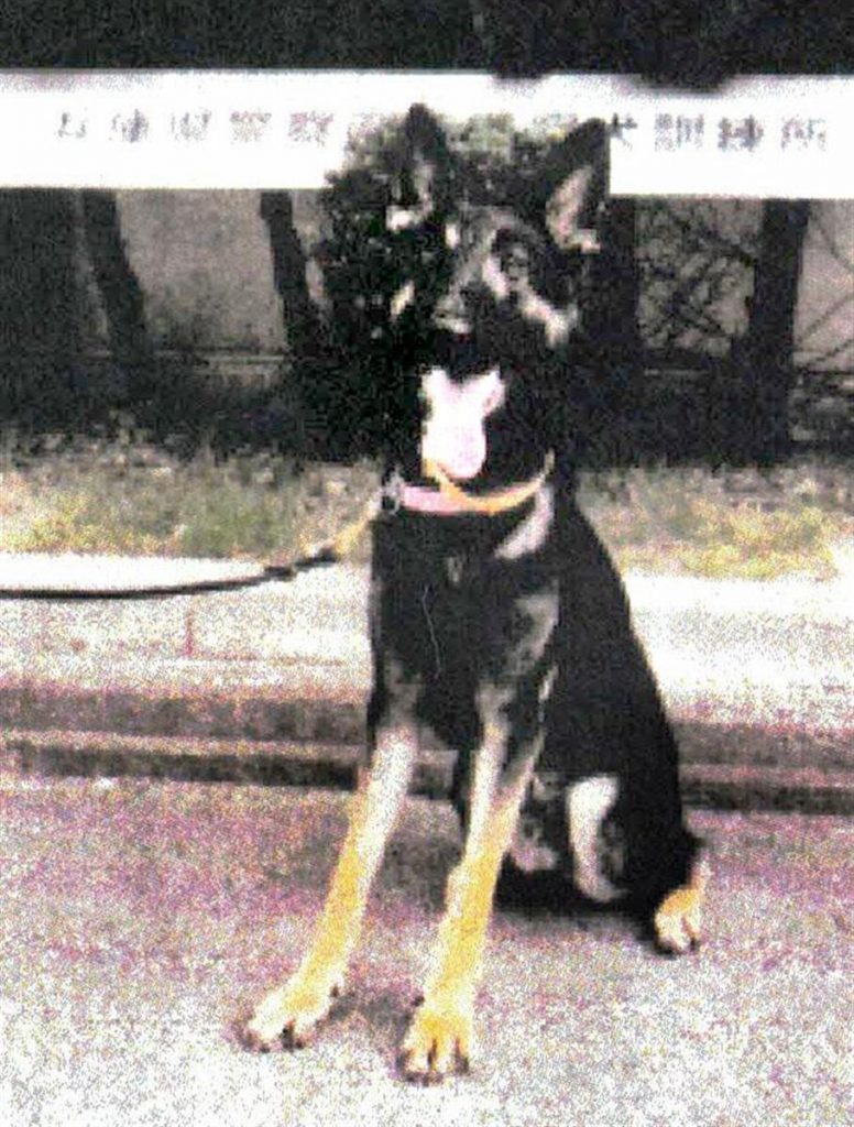 兵庫県警の警察犬シェパード「クレバ号」（オス・2歳）