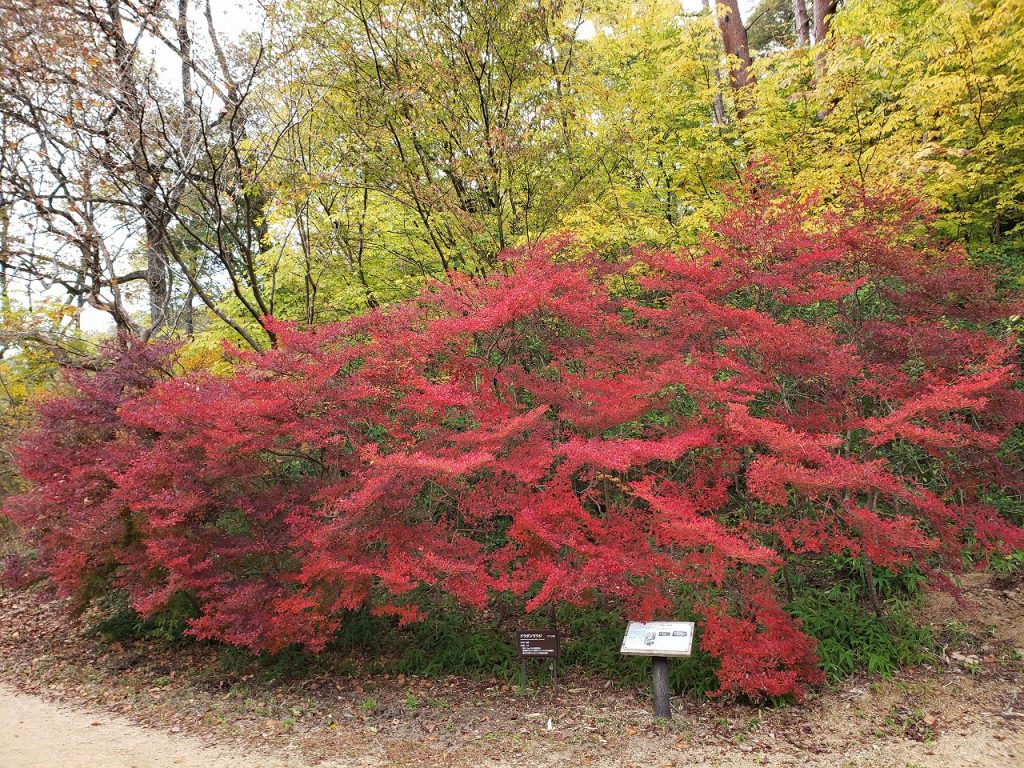 木々を見上げるだけじゃない 神戸市立森林植物園ならではの紅葉の楽しみ方 ラジトピ ラジオ関西トピックス