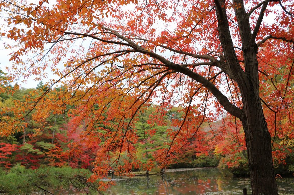 ハナノキ（写真：神戸市立森林植物園提供）