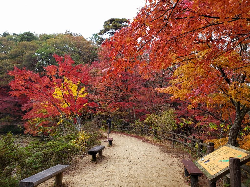 長谷池の周りにある通称「もみじのトンネル」（写真：神戸市立森林植物園提供）