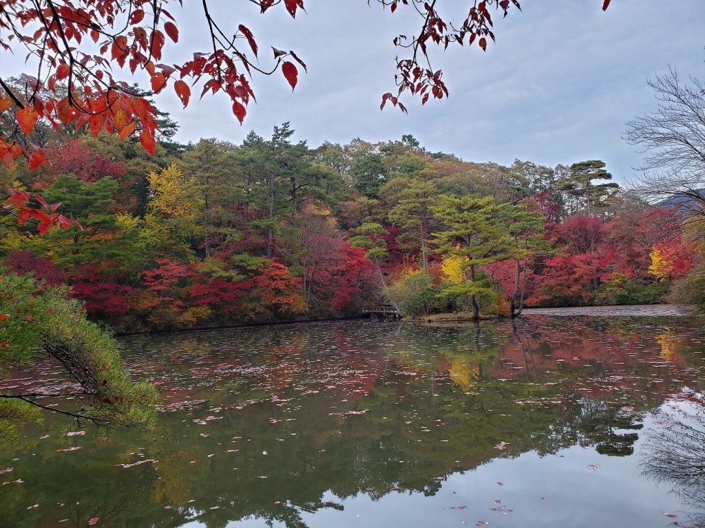 井上園長おすすめのフォトスポットである「長谷池」。水面に映る紅葉のコントラストが印象的（写真：神戸市立森林植物園提供）