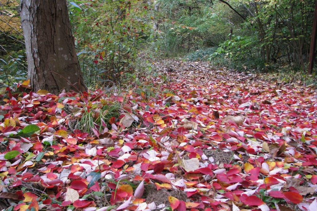ハナノキの木のまわりでは、赤白のコントラストが素敵な“紅葉のじゅうたん”が楽しめる（写真：神戸市立森林植物園提供）