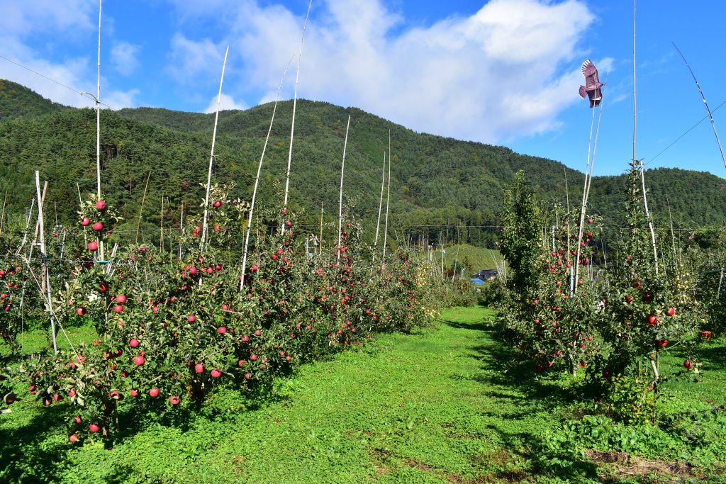 北アルプスの麓、安曇野を一望できる山麓にある安曇野観光果樹園。2ヘクタールの農園に、リンゴ、桃を中心に栽培している。