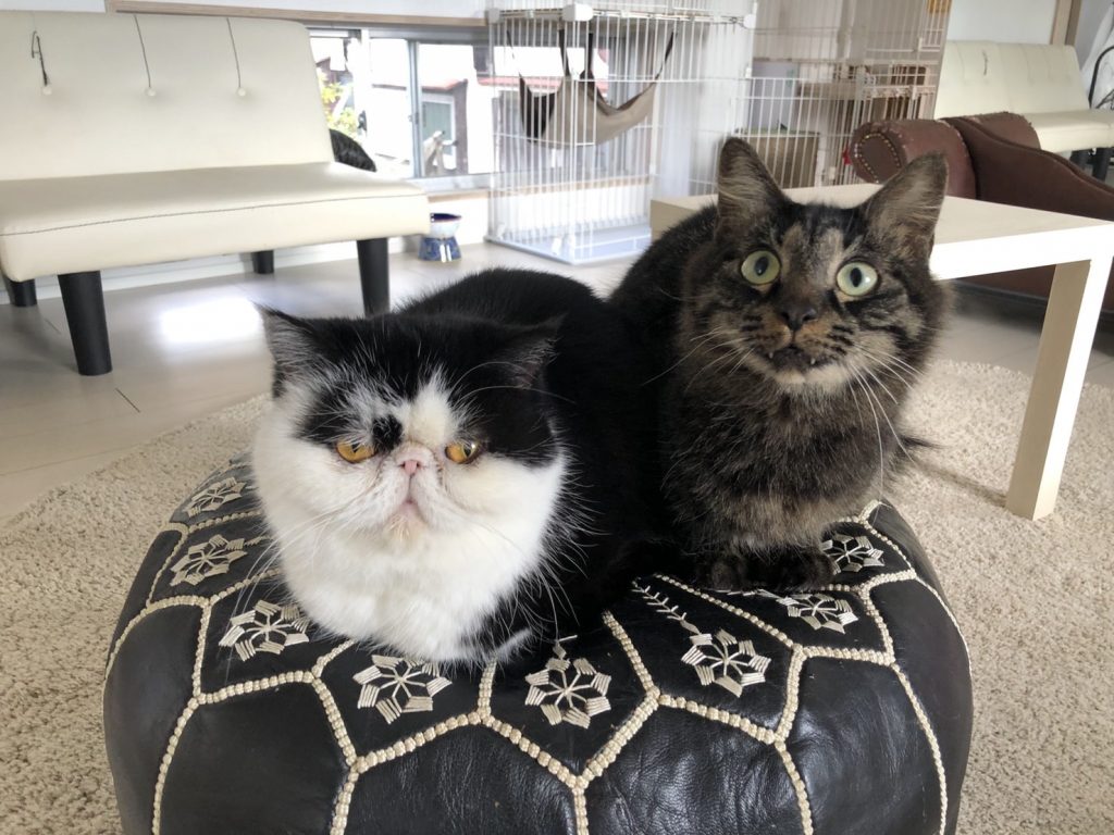 猫スタッフ 左：スージー、右：ぎんなん。（写真提供＝猫カフェ 猫の屋おでん）