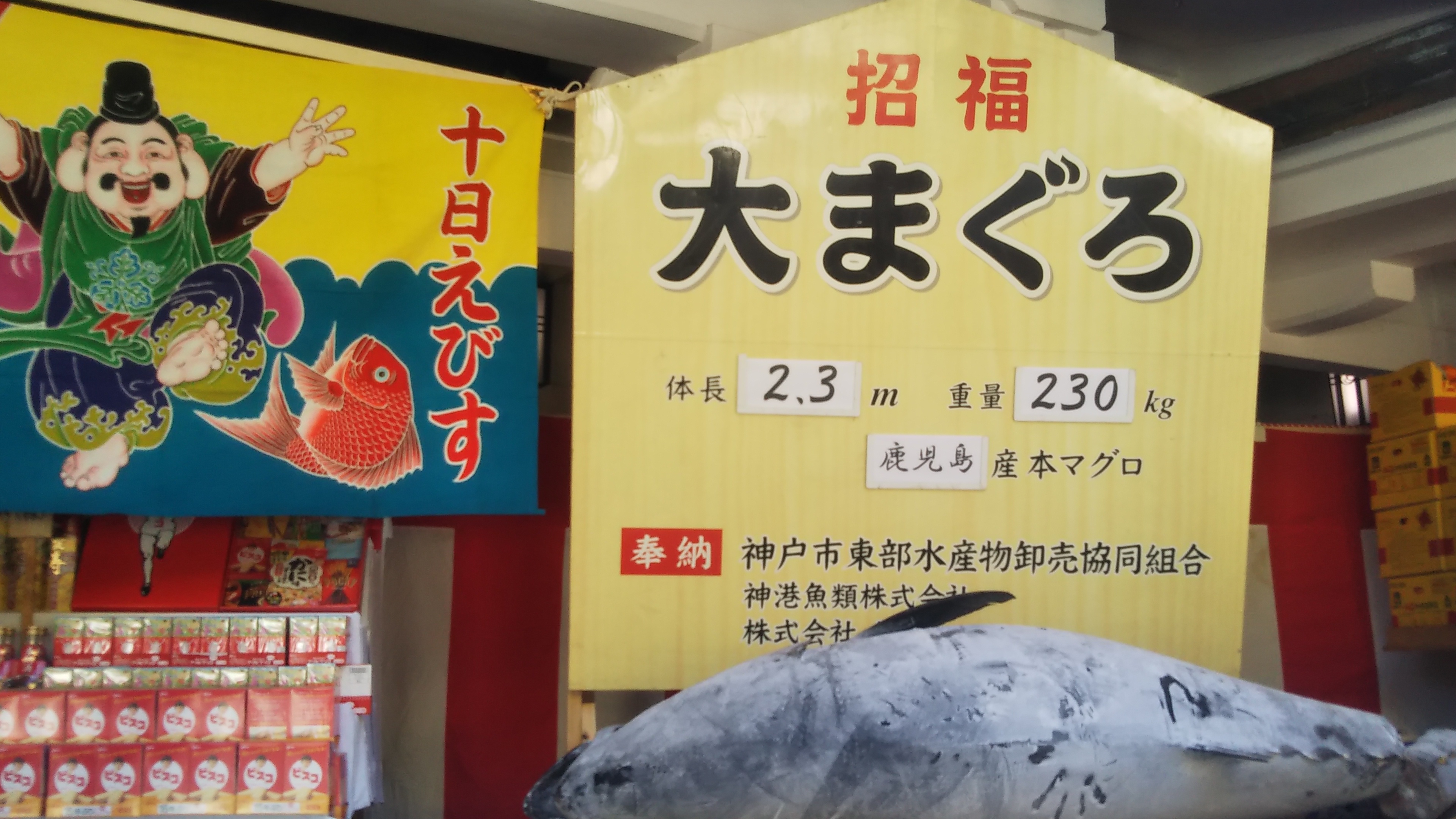 恒例 大マグロ奉納 今年はさい銭貼り付けなしで 十日えびす前に 西宮神社 ラジトピ ラジオ関西トピックス