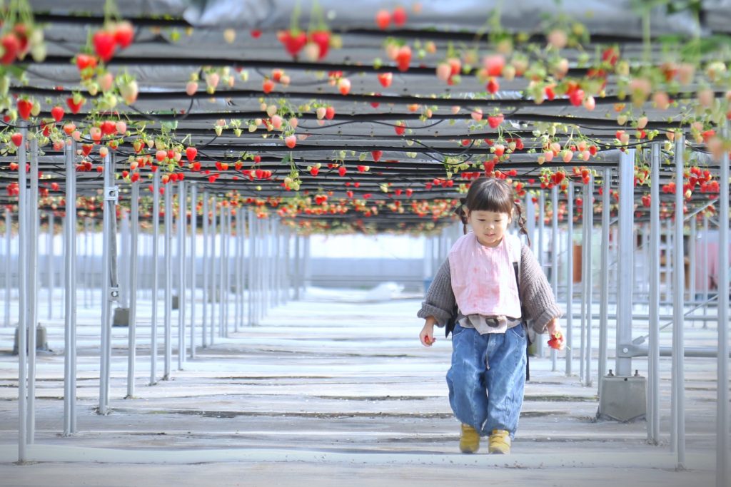 いちご狩り（写真提供：農マル園芸　あかいわ農園）