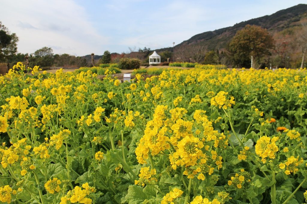 寒咲きナノハナ（写真提供：淡路島国営明石海峡公園）