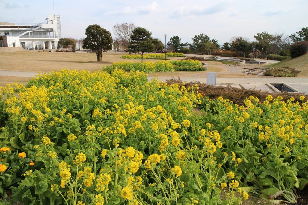 寒咲きナノハナ（写真提供：淡路島国営明石海峡公園）