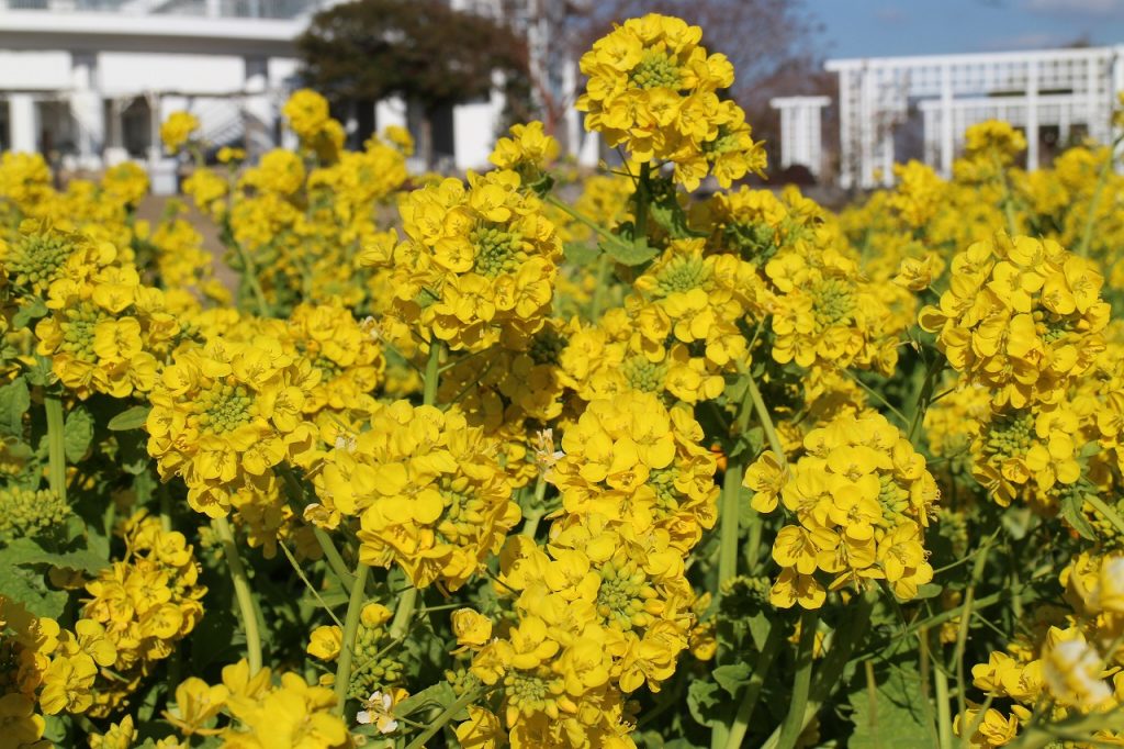 寒咲きナノハナ（写真提供：淡路島国営明石海峡公園）