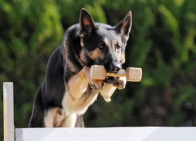 警察犬「クレバ号」約3か月、服従訓練・嗅覚訓練を重ねた