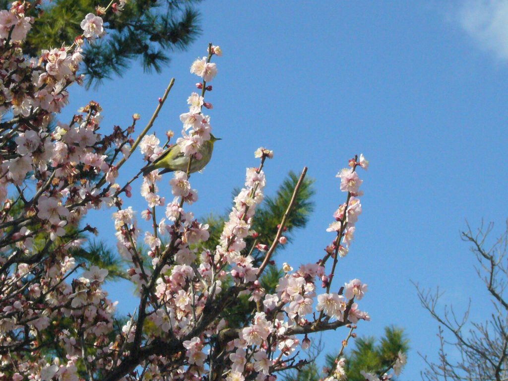 紅白の花咲く 梅の花見ごろに 神戸 須磨の天神さま ラジトピ ラジオ関西トピックス