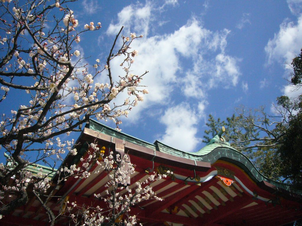 「須磨の天神さま」綱敷天満宮で見ごろを迎えている梅の花