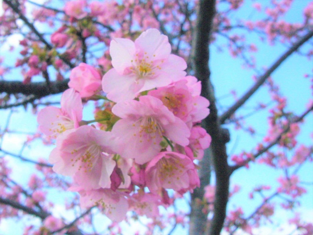 西郷川河口公園の河津桜