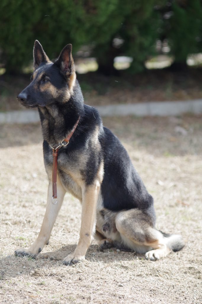 警察 犬 クレバ