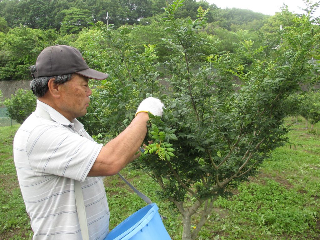 手摘みで山椒を収穫する様子（写真提供：太子町　経済建設部 産業経済課）